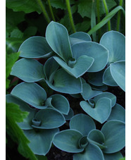 Hosta 'Blue Mouse Ears'