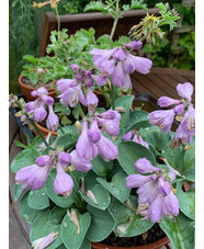 Hosta 'Blue Mouse Ears'