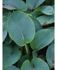 Hosta 'Buckshaw Blue'