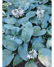Hosta 'Buckshaw Blue'