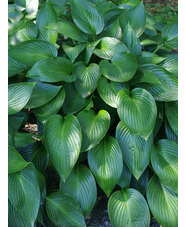 Hosta 'Devon Green'