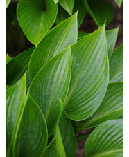 Hosta 'Devon Green'