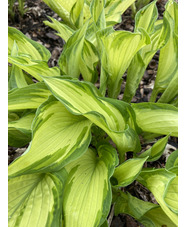 Hosta fortunei var. albopicta