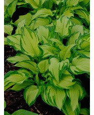 Hosta fortunei var. albopicta