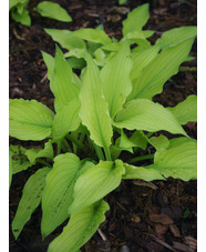 Hosta fortunei var. albopicta f. aurea