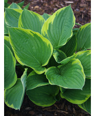 Hosta fortunei var. aureomarginata