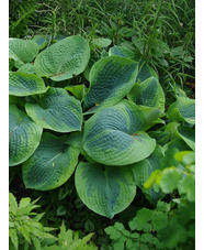 Hosta 'Frances Williams' (sieboldiana)