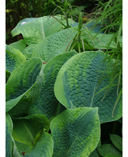 Hosta 'Frances Williams' (sieboldiana)