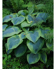 Hosta 'Frances Williams' (sieboldiana)