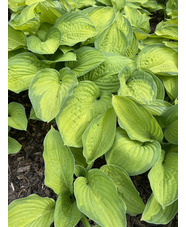 Hosta 'Gold Standard' (fortunei)