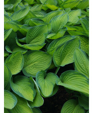 Hosta 'Gold Standard' (fortunei)