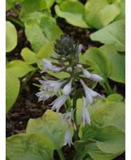 Hosta 'Golden Sunburst' (sieboldiana) 