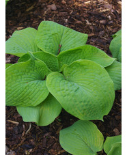 Hosta 'Golden Sunburst' (sieboldiana) 