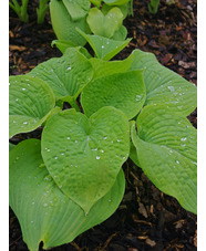 Hosta 'Golden Sunburst' (sieboldiana) 