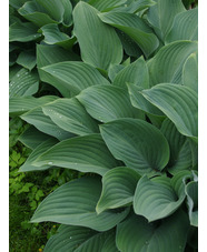 Hosta 'Krossa Regal'