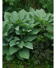 Hosta 'Krossa Regal'