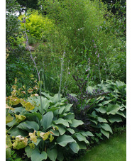 Hosta 'Krossa Regal'