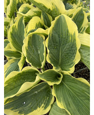 Hosta 'Northern Exposure' (sieboldiana)