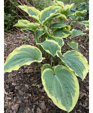 Hosta 'Northern Exposure' (sieboldiana)