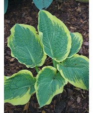 Hosta 'Northern Exposure' (sieboldiana)