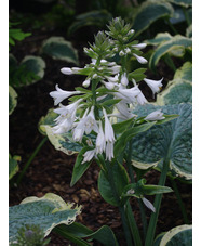 Hosta 'Northern Exposure' (sieboldiana)