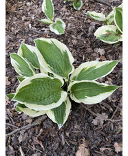 Hosta 'Patriot'