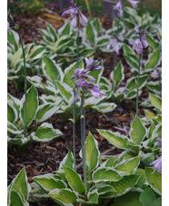 Hosta 'Patriot'