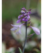 Hosta 'Patriot'