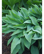 Hosta 'Phoenix'