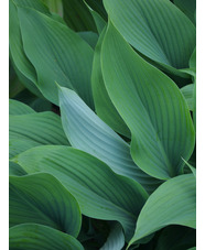 Hosta 'Phoenix'