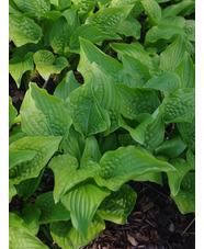 Hosta 'Royal Standard'