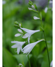 Hosta 'Royal Standard'