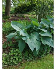 Hosta 'Snowden'