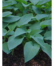 Hosta 'Snowden'