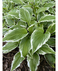 Hosta undulata var. albomarginata