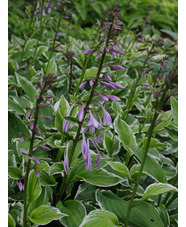 Hosta undulata var. albomarginata