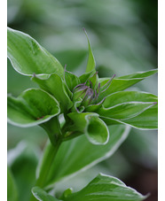 Hosta undulata var. albomarginata