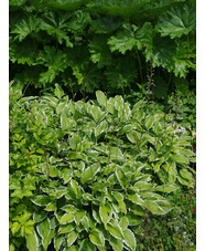 Hosta undulata var. albomarginata