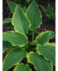 Hosta 'Yellow River'