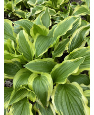 Hosta 'Yellow Splash Rim'