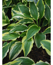 Hosta 'Yellow Splash Rim'