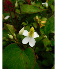 Houttuynia cordata