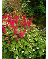 Houttuynia cordata