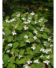 Houttuynia cordata