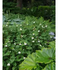 Houttuynia cordata