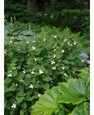 Houttuynia cordata
