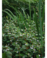 Houttuynia cordata