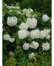 Hydrangea arborescens 'Annabelle'