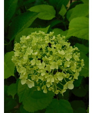 Hydrangea arborescens 'Annabelle'