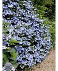 Hydrangea macrophylla 'Mariesii Perfecta' 